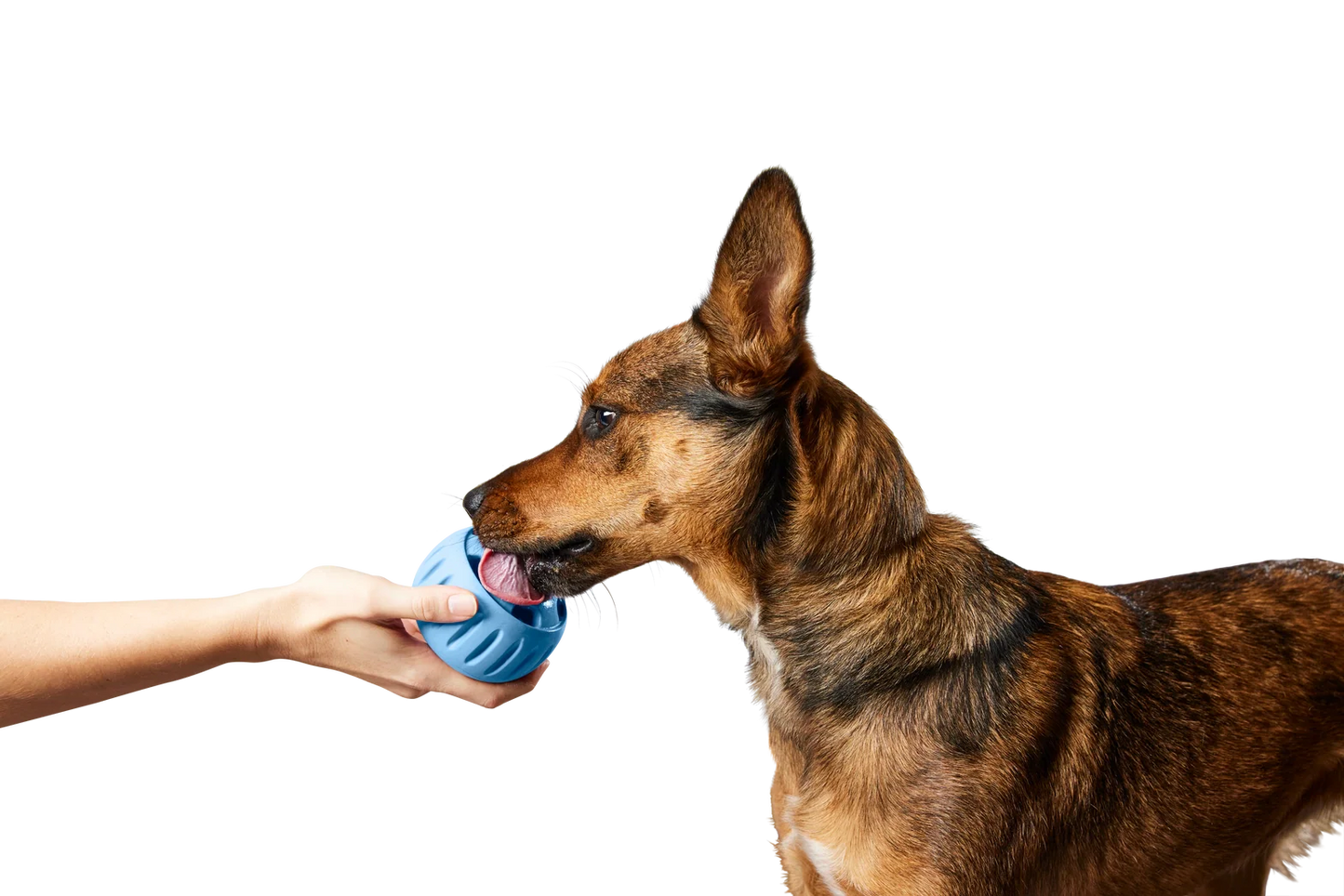 The Pupsicle Dog Toy