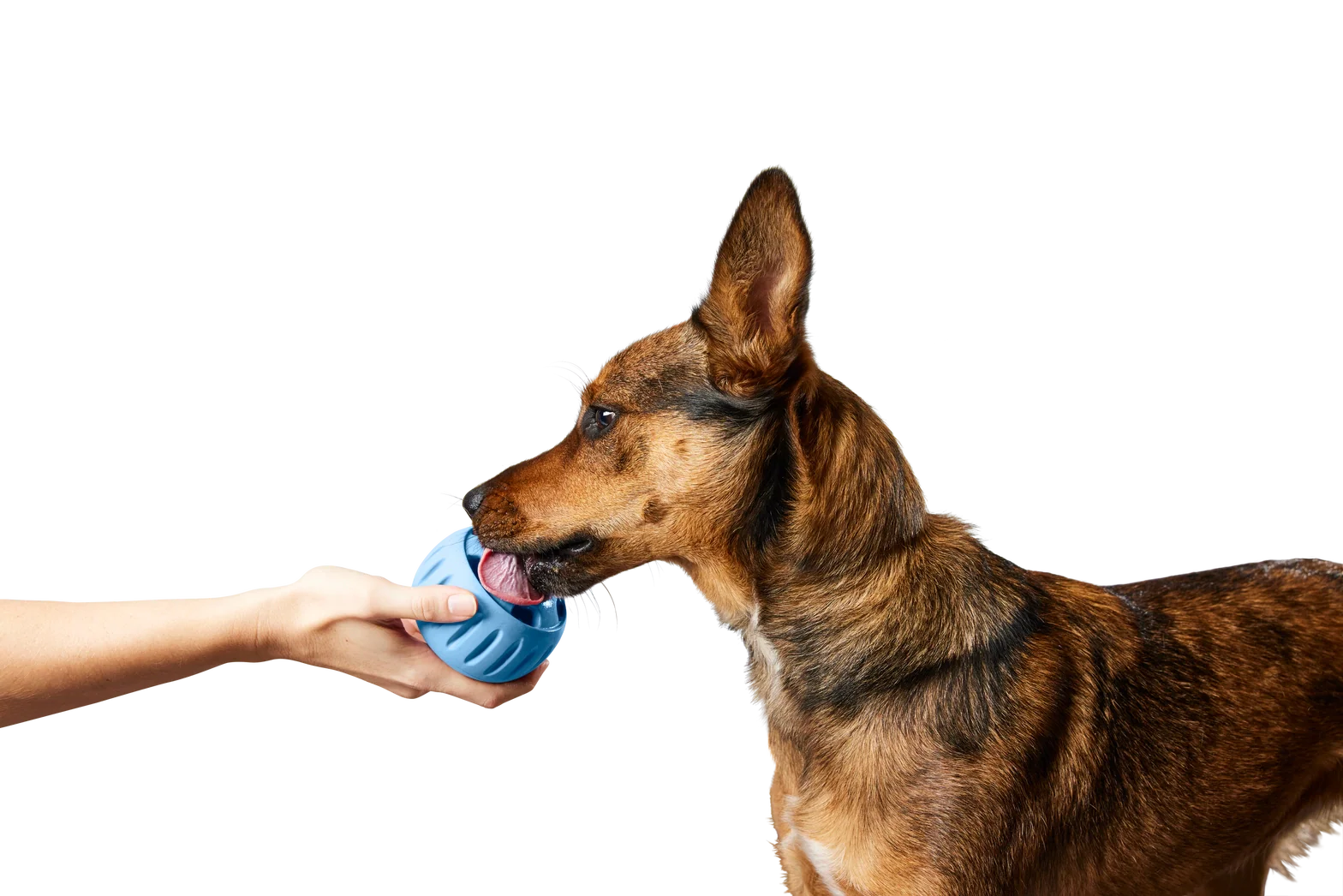 The Pupsicle Dog Toy