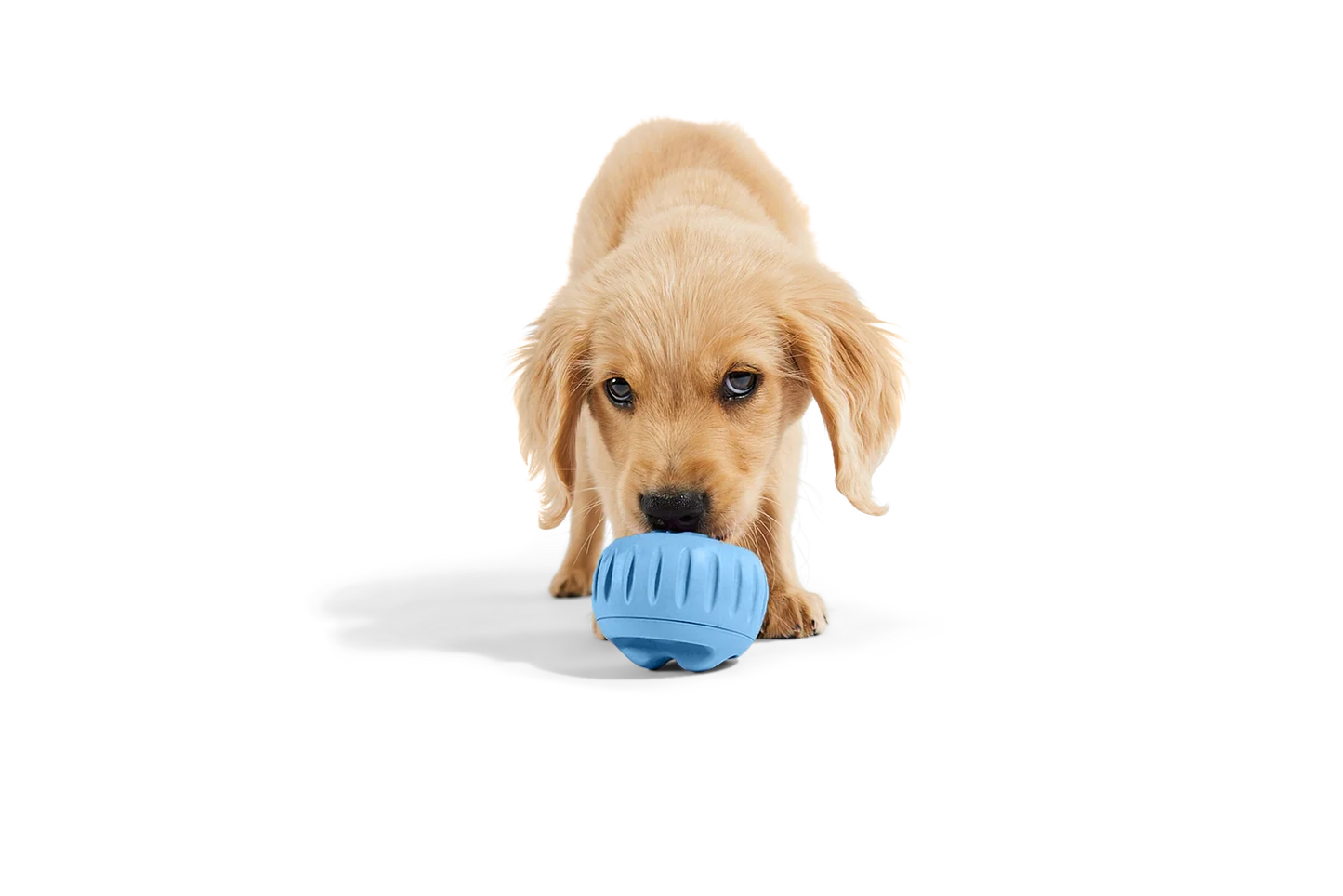 The Pupsicle Dog Toy