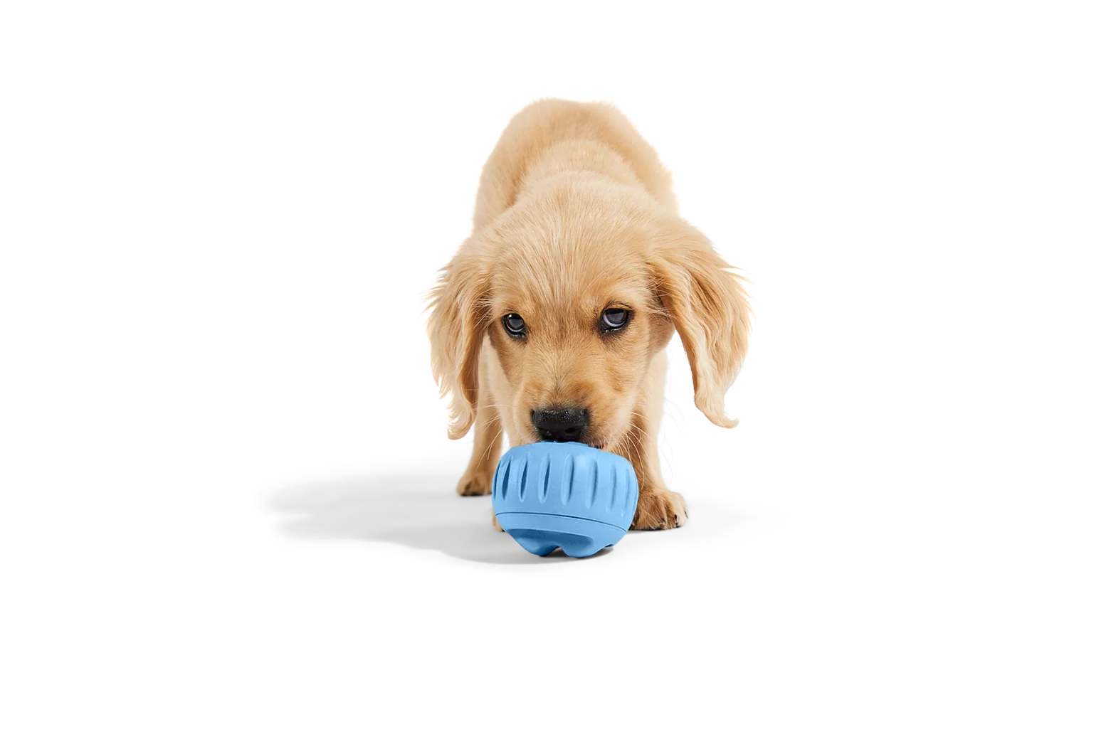The Pupsicle Dog Toy