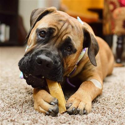 Yeti Dog Chews